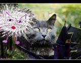 AnimalPrayer