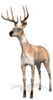 PeaceDeer