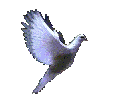 Dove Flies