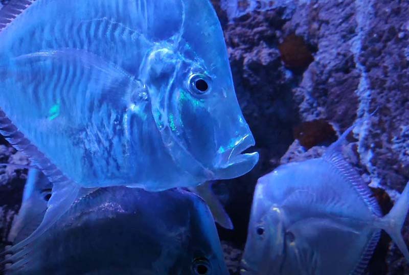 SEAing Divinity!