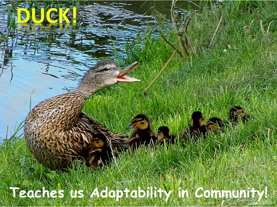 Feature Creature Teacher Duck!