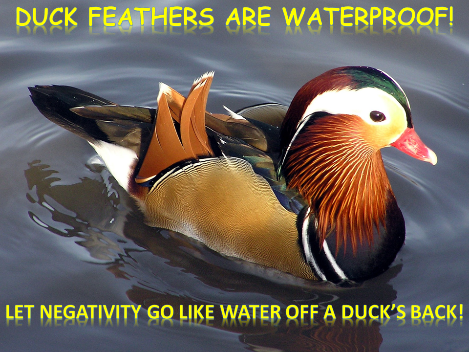 Feature Creature Teacher Duck!