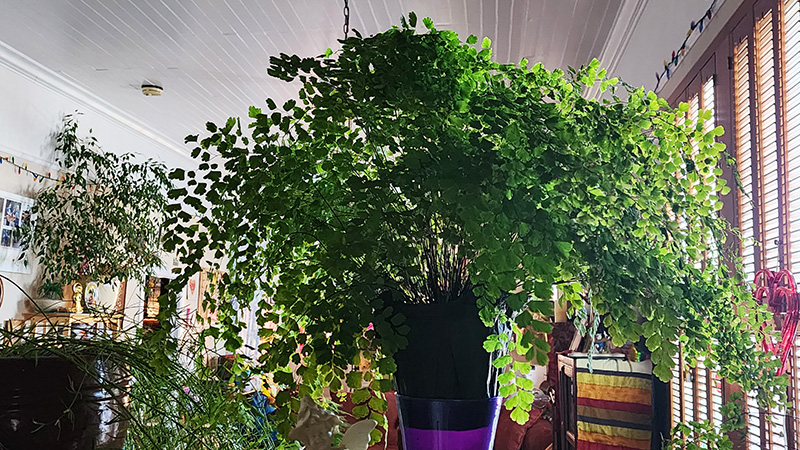 Green Friends Altars