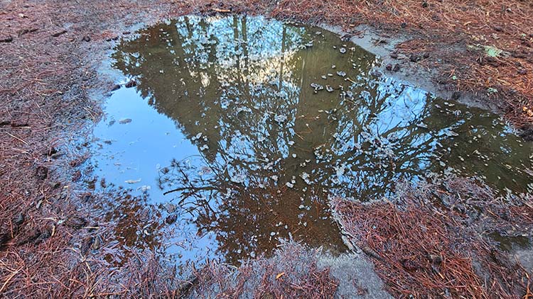 Puddle Reflection