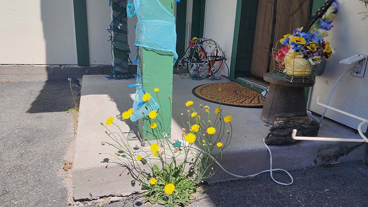 Front Porch Dandelions Front Porch Dandelions