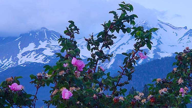 Mnt Shasta Mother