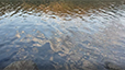 Ripples & Reflections